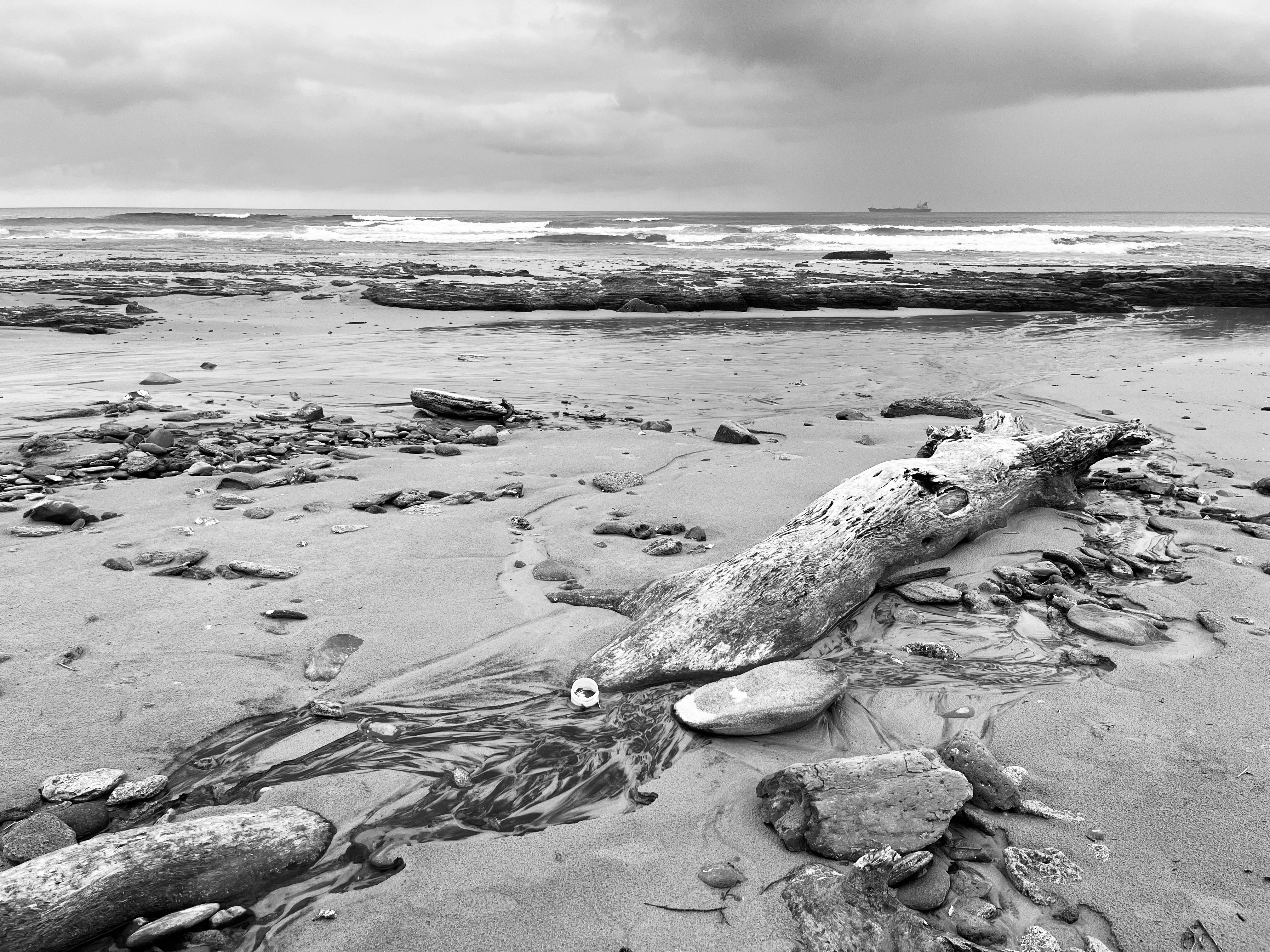 sea-log.jpeg